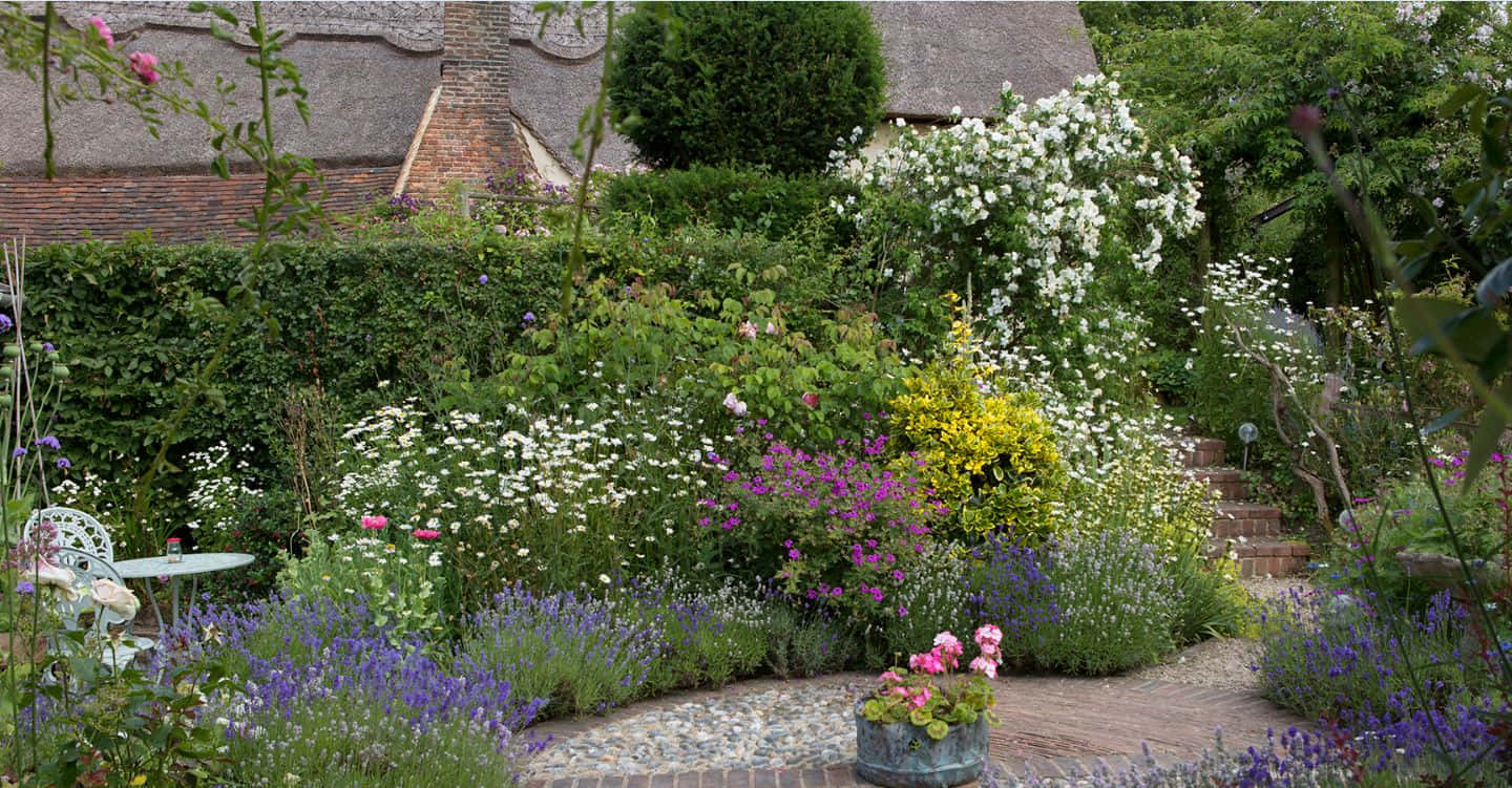 cottage garden, purple lavender, white daisies, HD Desktop Wallpaper