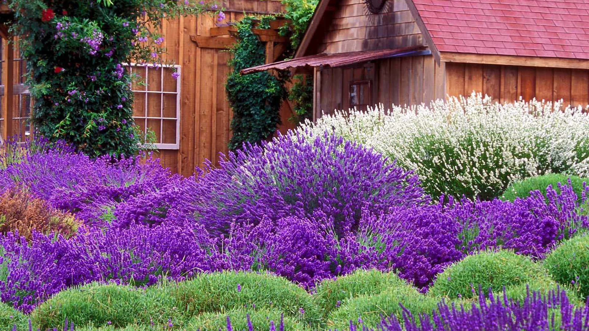 Cottage Garden, purple lavender bushes, rustic wooden cottage, Full HD Desktop Wallpaper