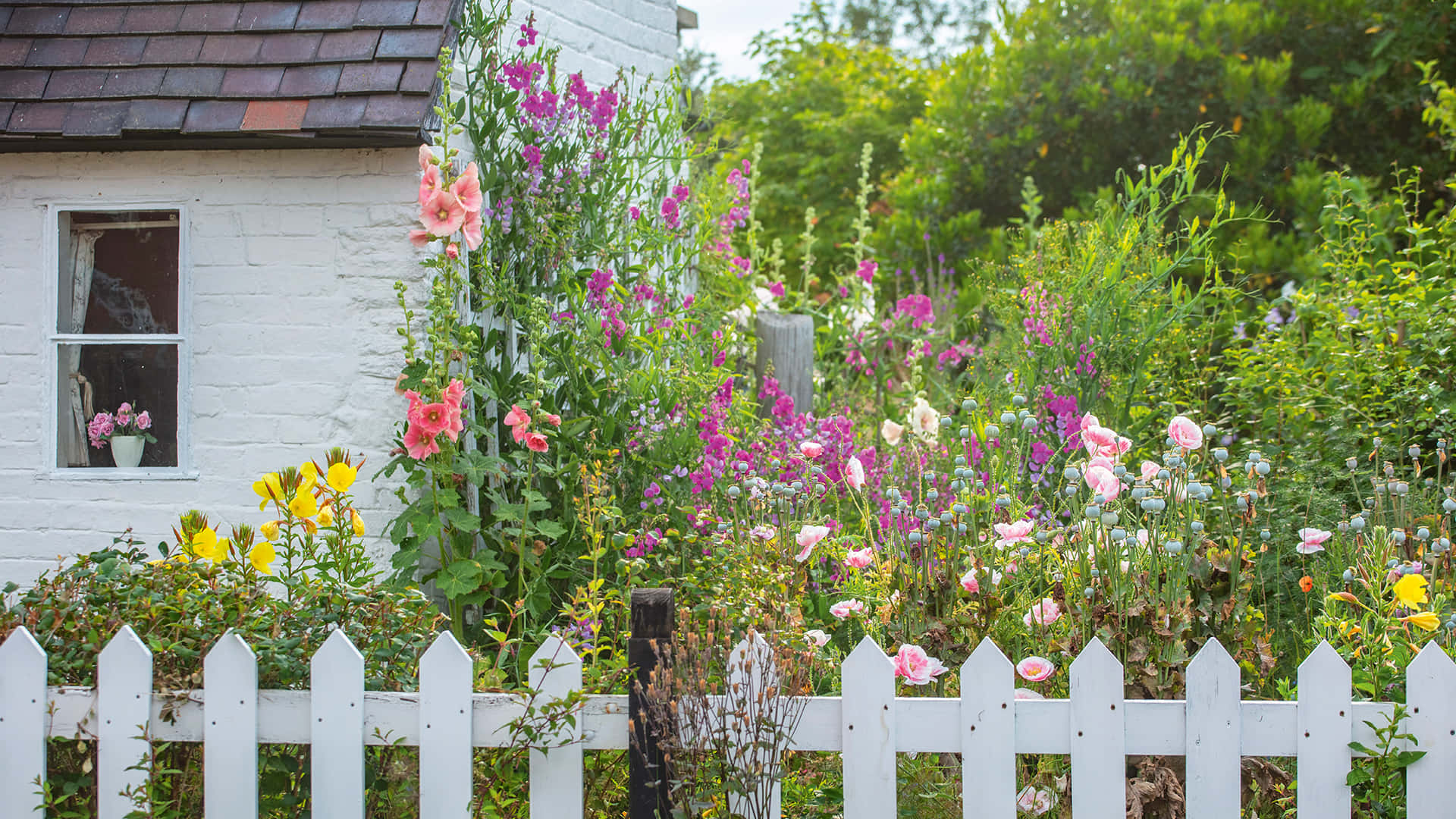 cottage garden, white cottage, picket fence, Full HD Desktop Wallpaper