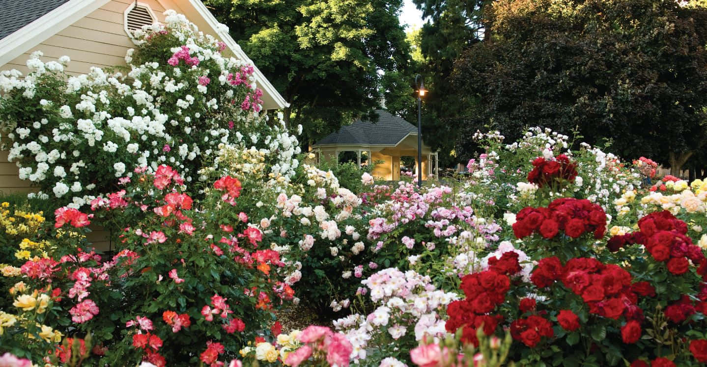 Cottage Garden, roses, gazebo, HD Desktop Wallpaper