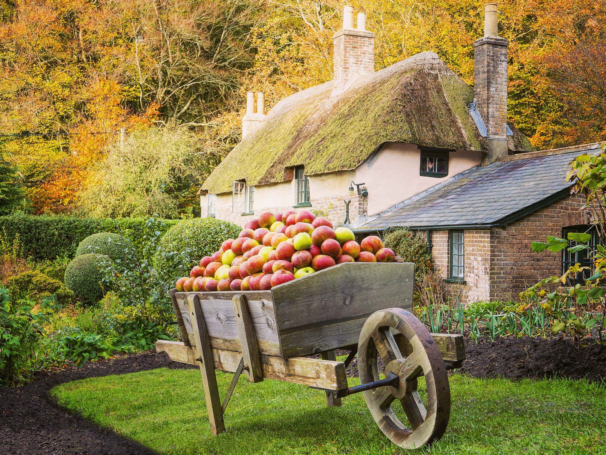 cottage garden, wooden cart, red apples, Full HD Desktop Wallpaper