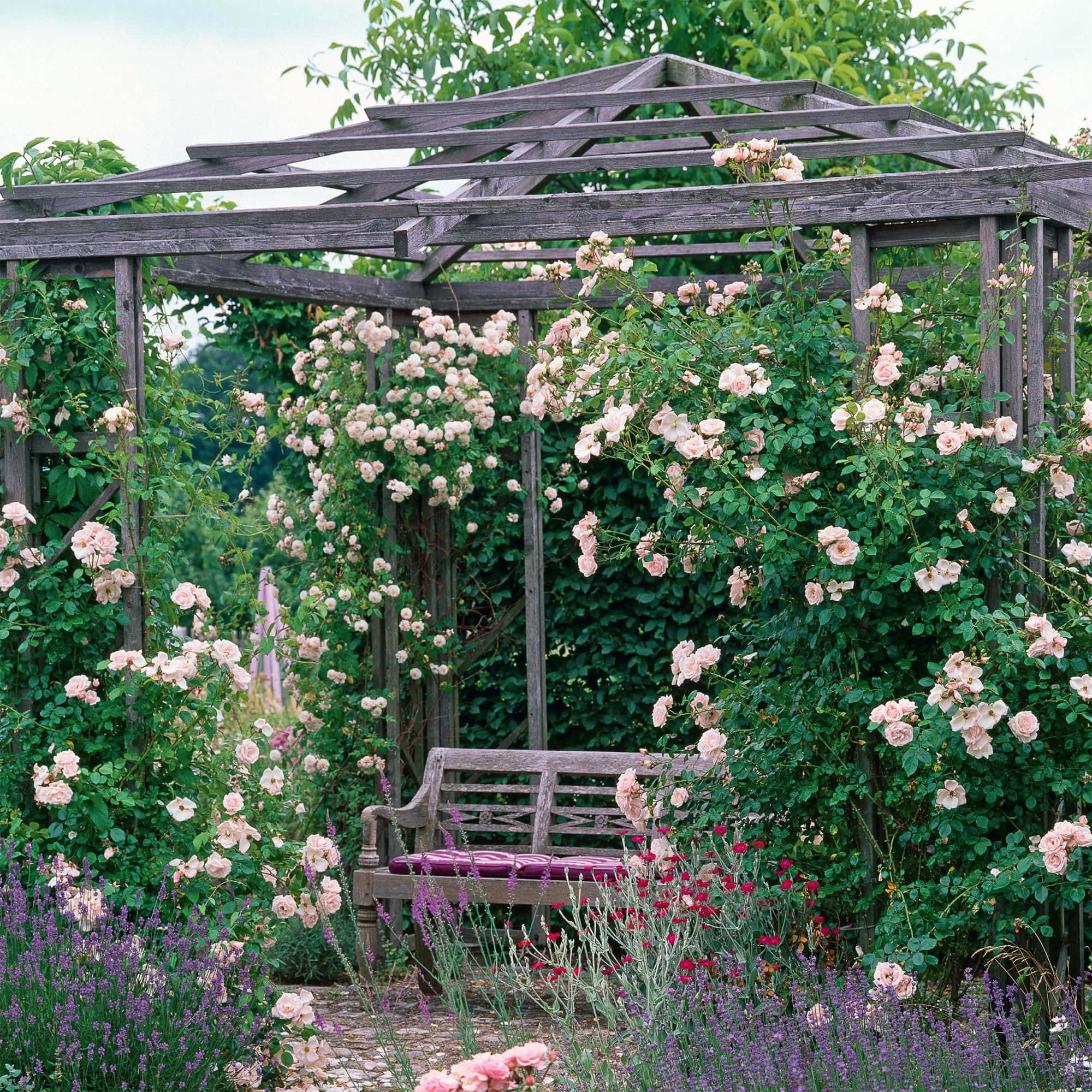 cottage garden, wooden pergola, climbing pink roses, Full HD Desktop Wallpaper