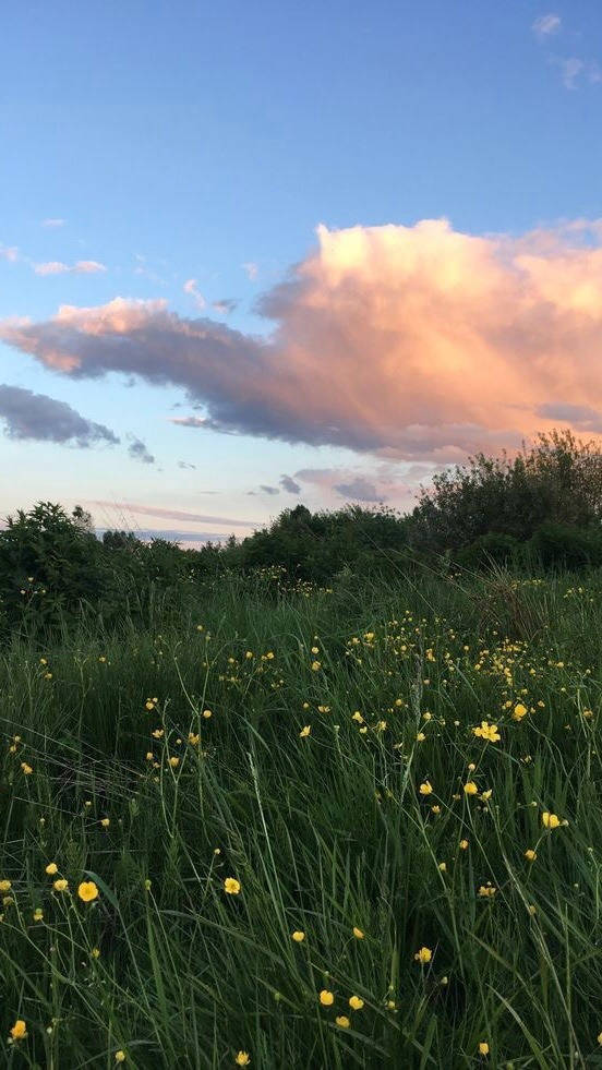cottagecore, yellow flower meadow, pink and blue sunset clouds, SD Phone Wallpaper