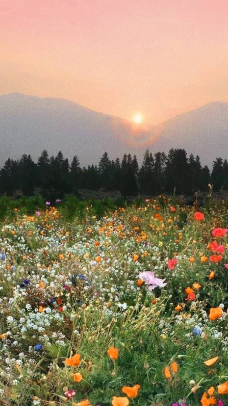 cottagecore, flower garden, sunlit meadow, HD Phone Wallpaper