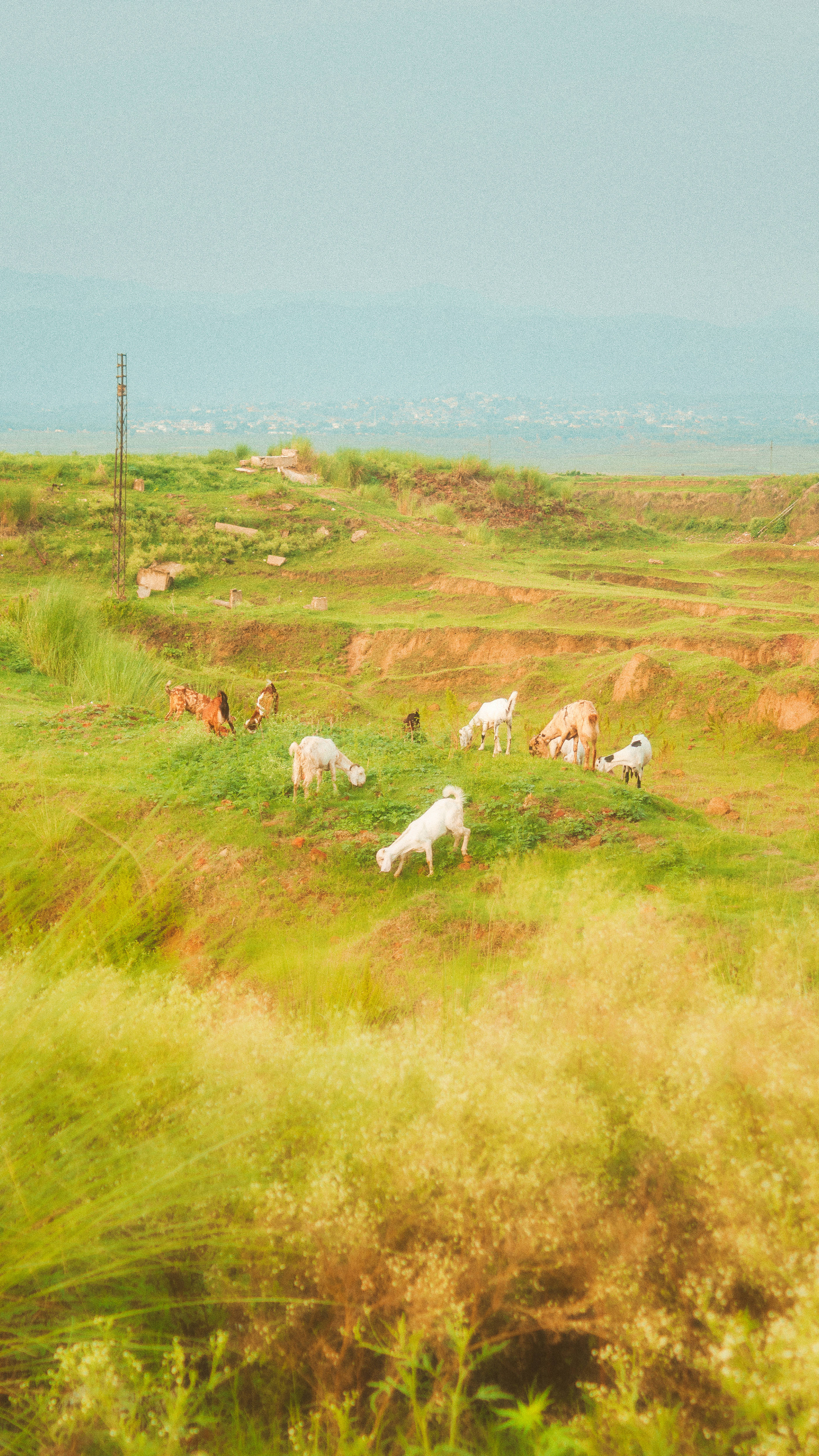 Cottagecore Aesthetic, goats, sunlit green hillside, 4K Phone Wallpaper