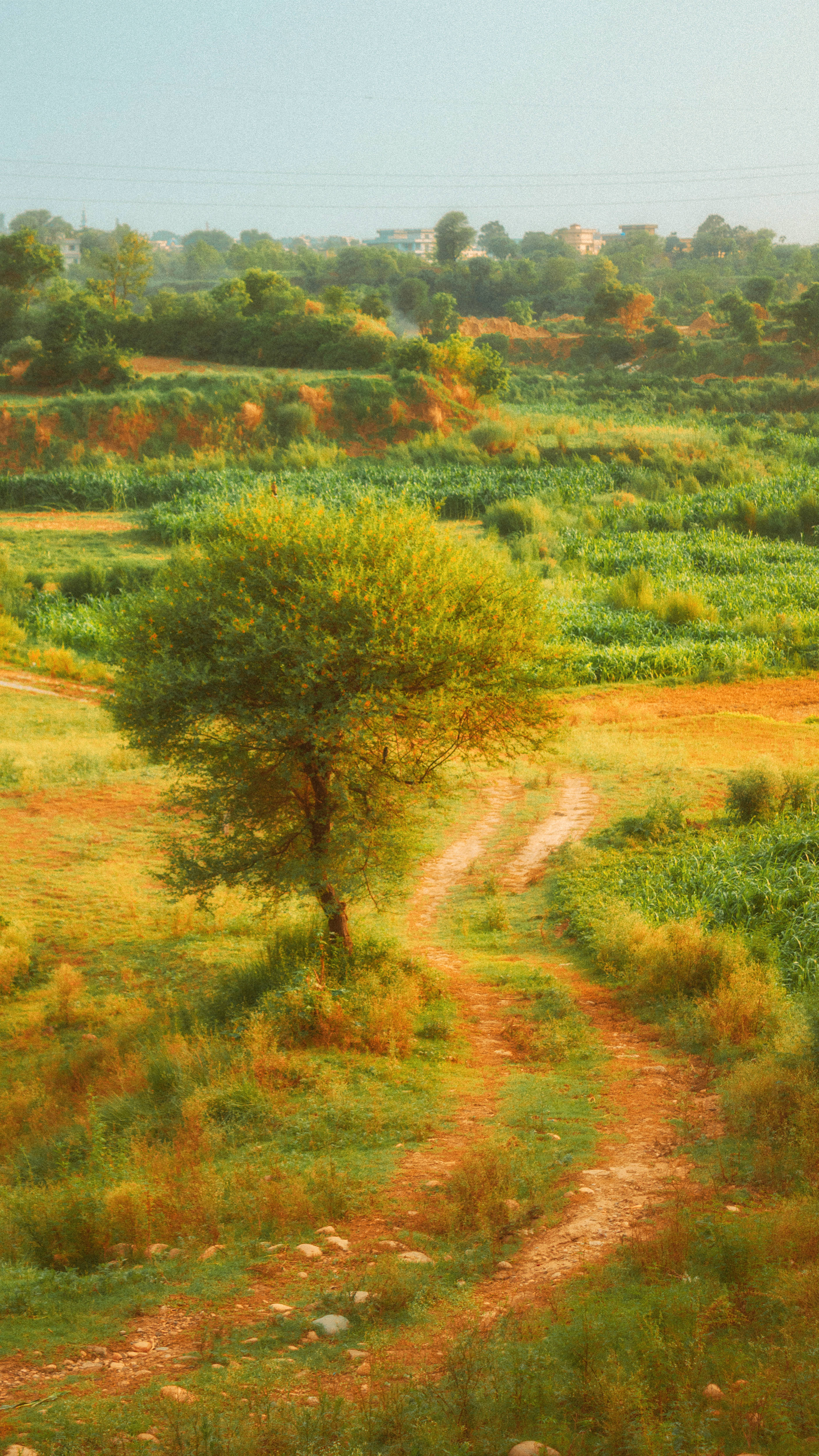 meadow path, dirt path, sunlit field, 4K Phone Wallpaper