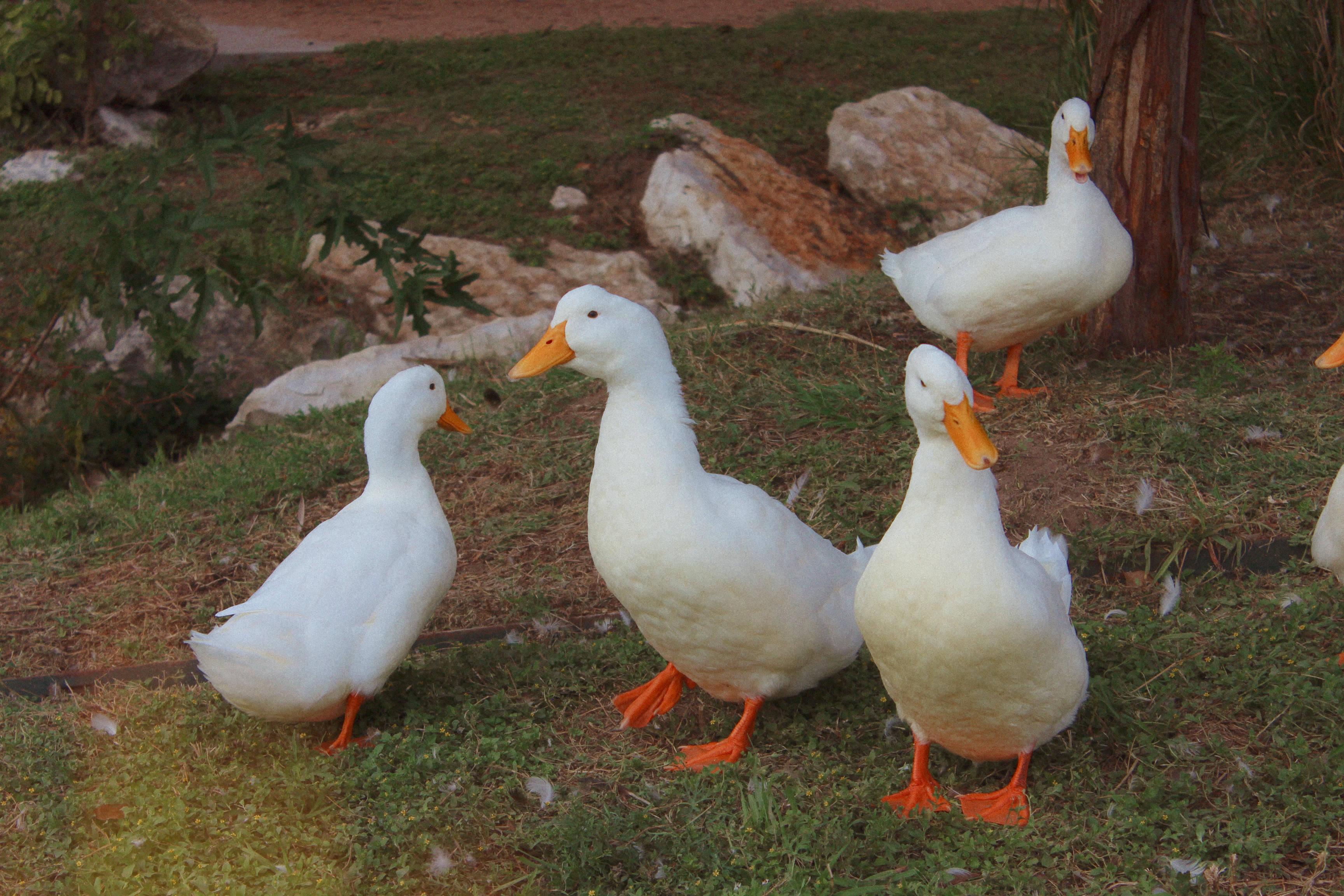 cottagecore aesthetic, ducks, white ducks, 2K Desktop Wallpaper