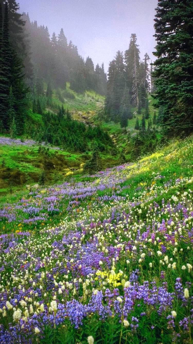 misty mountain valley, purple white and yellow wildflowers, soft gray sky, HD Phone Wallpaper