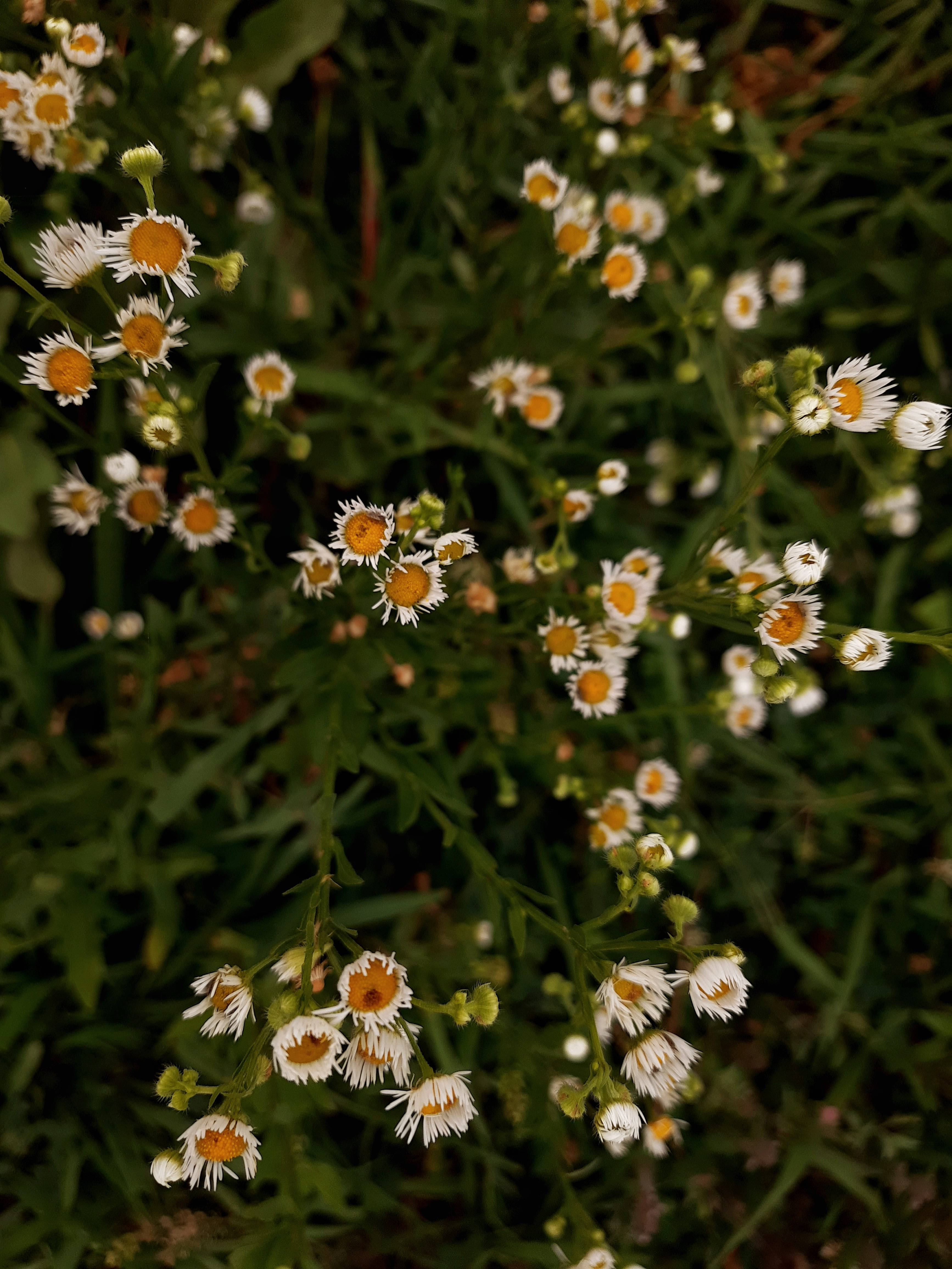 white daisies, bright yellow centers, lush green grass, 4K Phone Wallpaper
