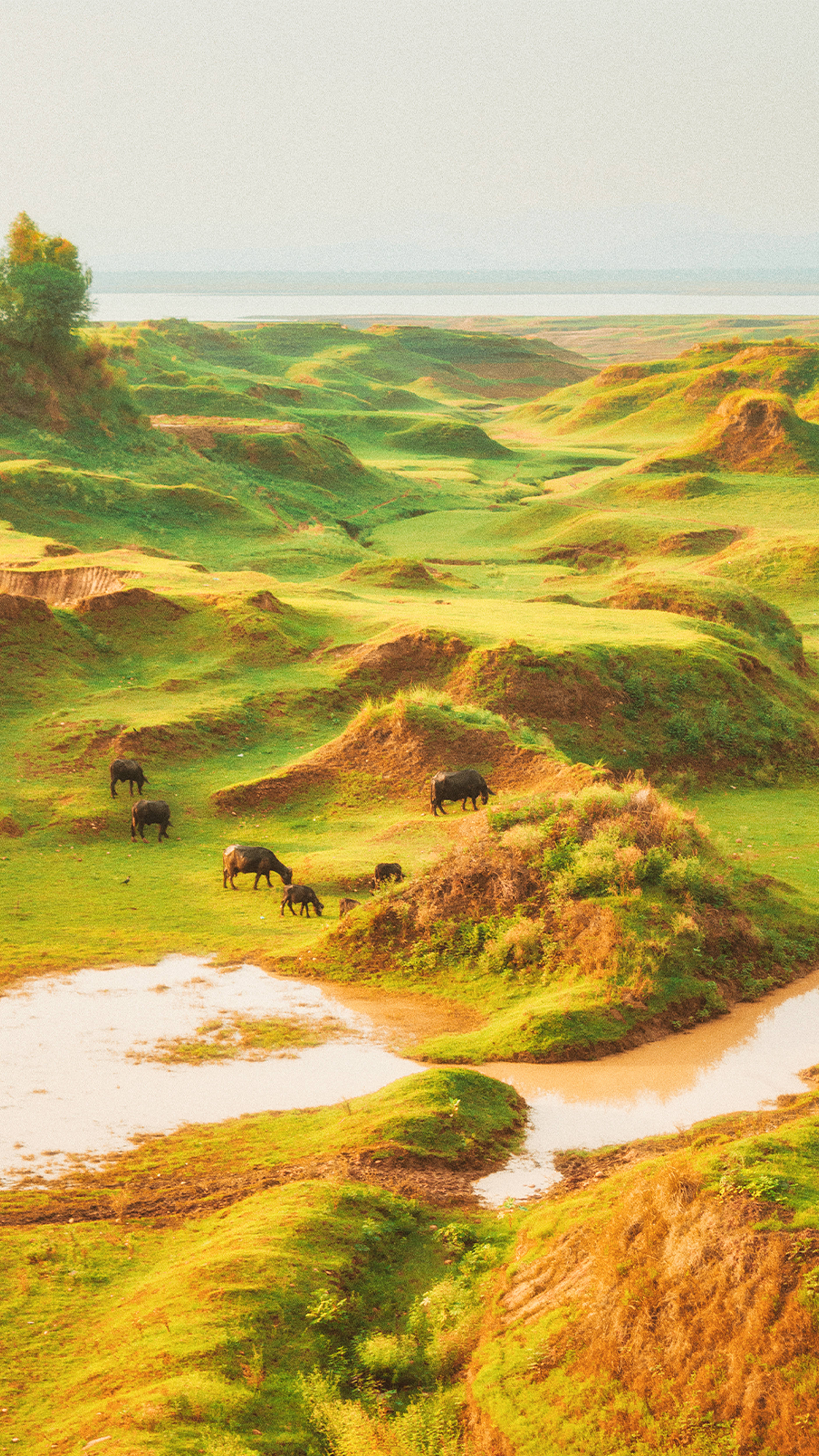 Cottagecore Aesthetic Plateau, rolling green hills, grazing water buffalo, 4K Phone Wallpaper