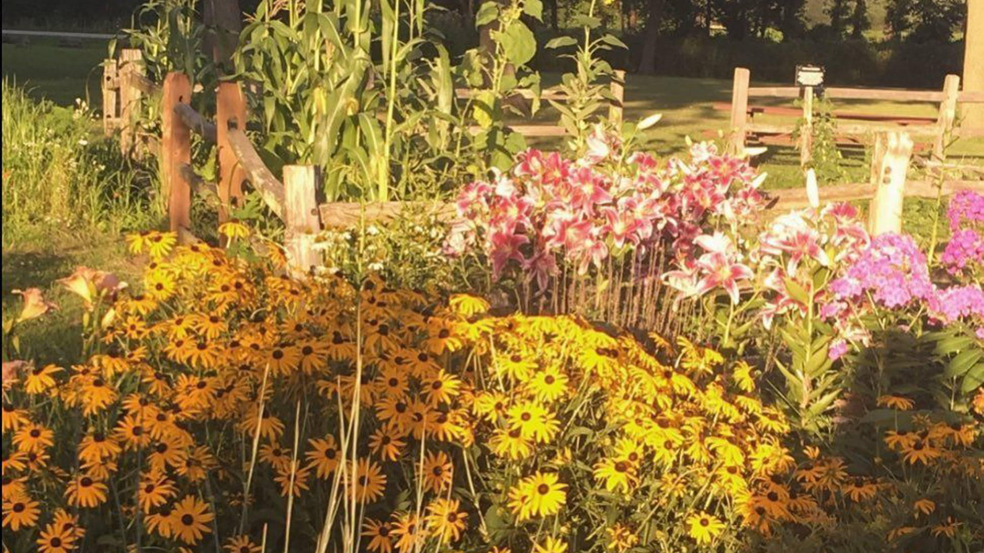 black-eyed susans, pink lilies, sunlit garden, Full HD Desktop Wallpaper