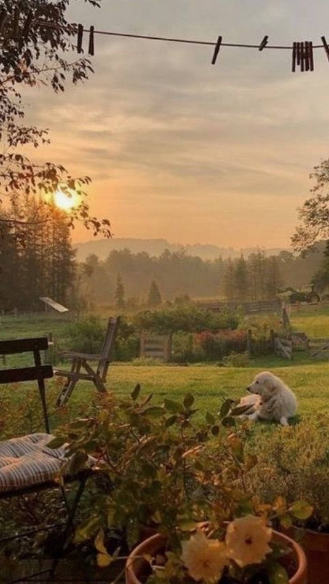 fluffy white dog, grassy yard, sun sets behind distant trees, Full HD Phone Wallpaper