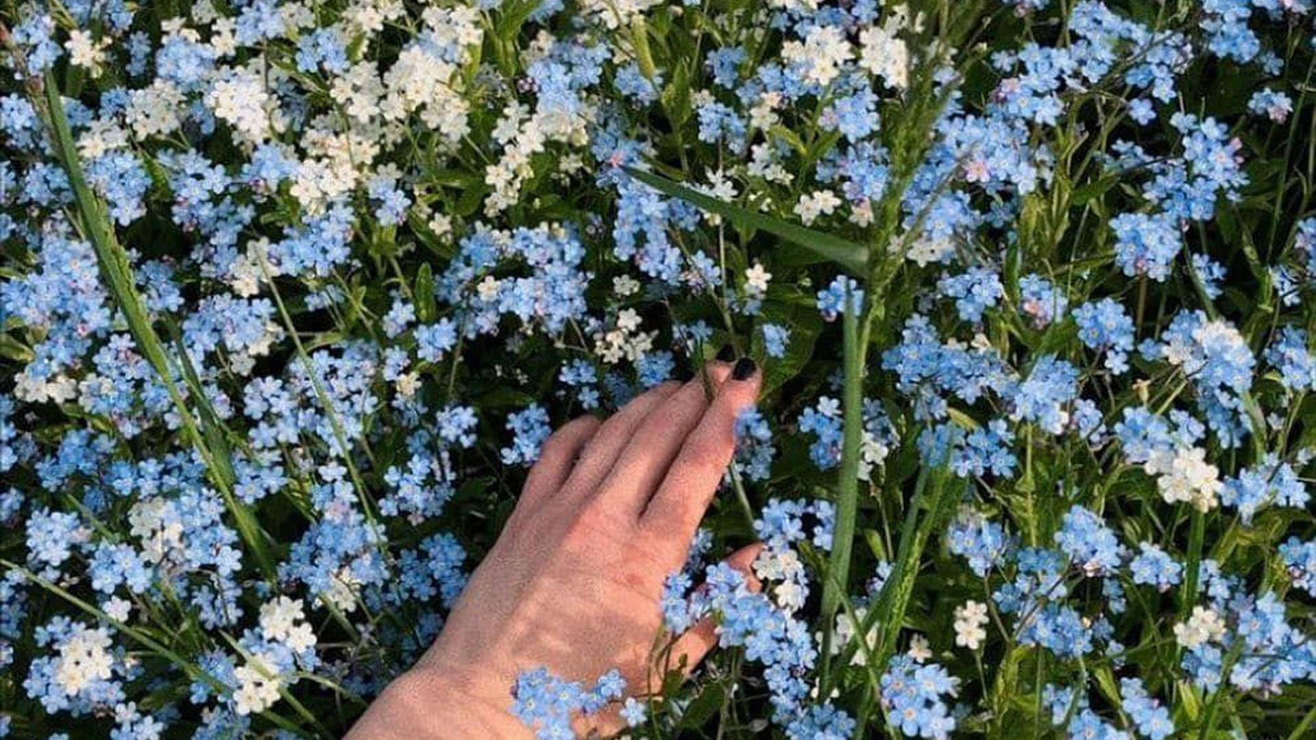 little blue flowers, cottagecore desktop, dark nail polish, Full HD Desktop Wallpaper