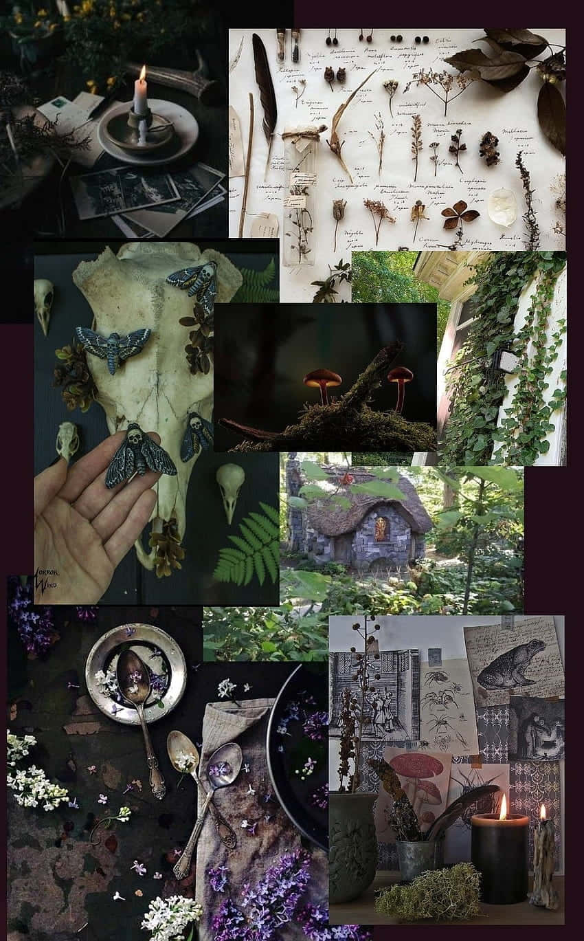 cottagecore aesthetic collage, skulls, moths, HD Phone Wallpaper