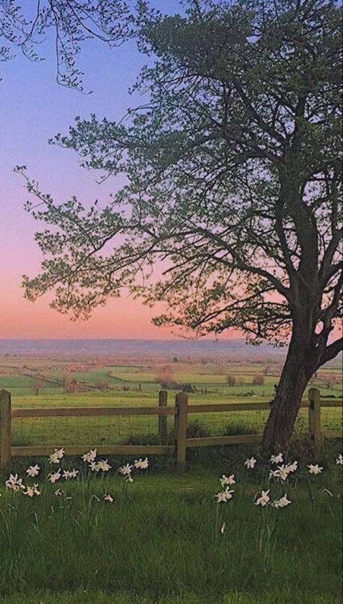 budding leaves, wooden fence, white daffodils, SD Phone Wallpaper