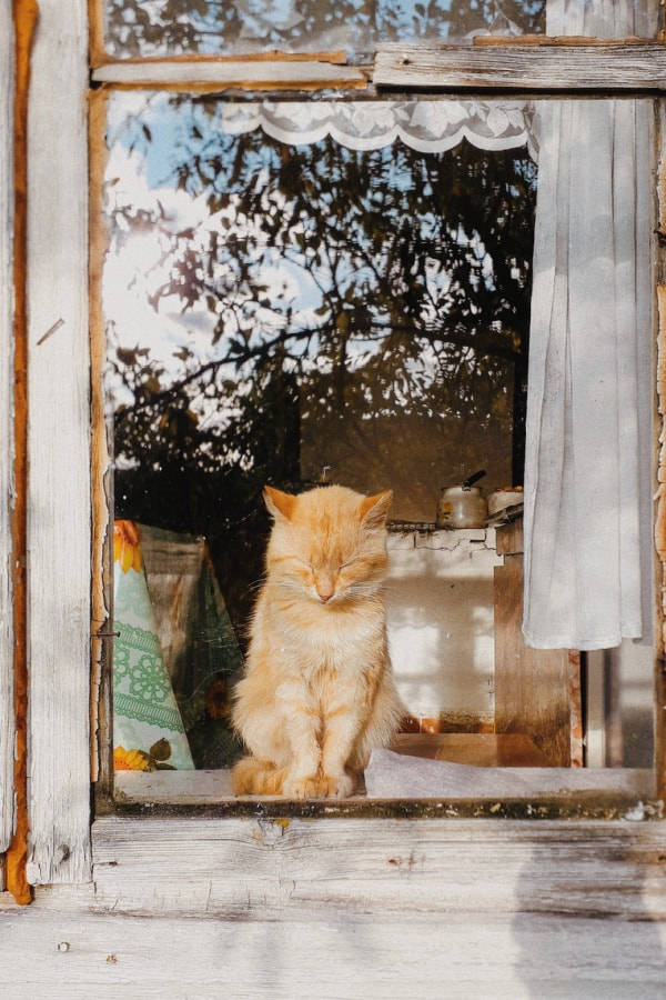 cute cottagecore cat, fluffy orange cat, weathered windowsill, SD Phone Wallpaper