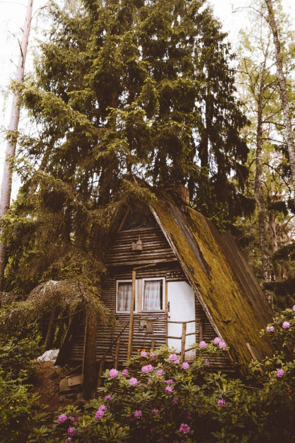 cottagecore house aesthetic, moss-covered wooden cabin, dense forest, SD Phone Wallpaper
