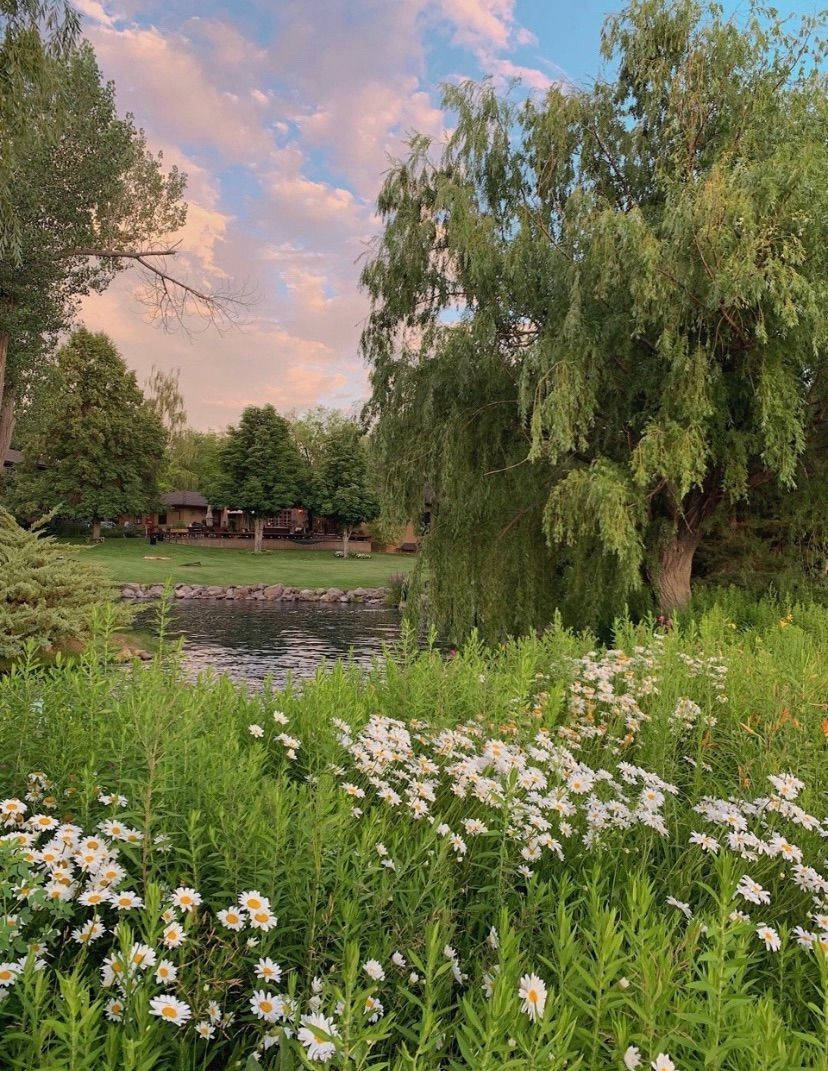 cottagecore aesthetic landscape, sunset, white daisies, SD Phone Wallpaper