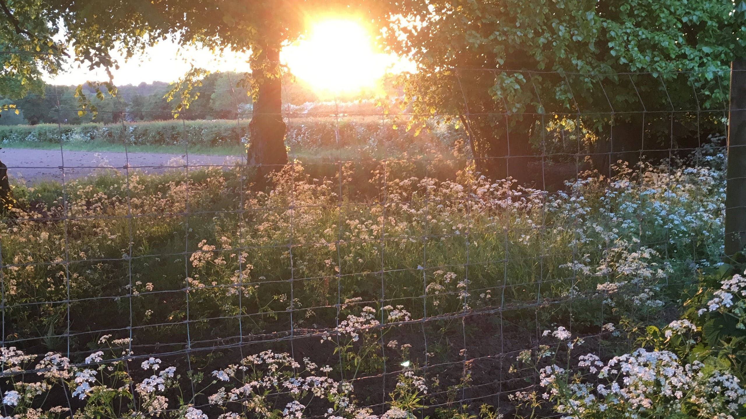 sunrise, garden, cottagecore, 2K Desktop Wallpaper