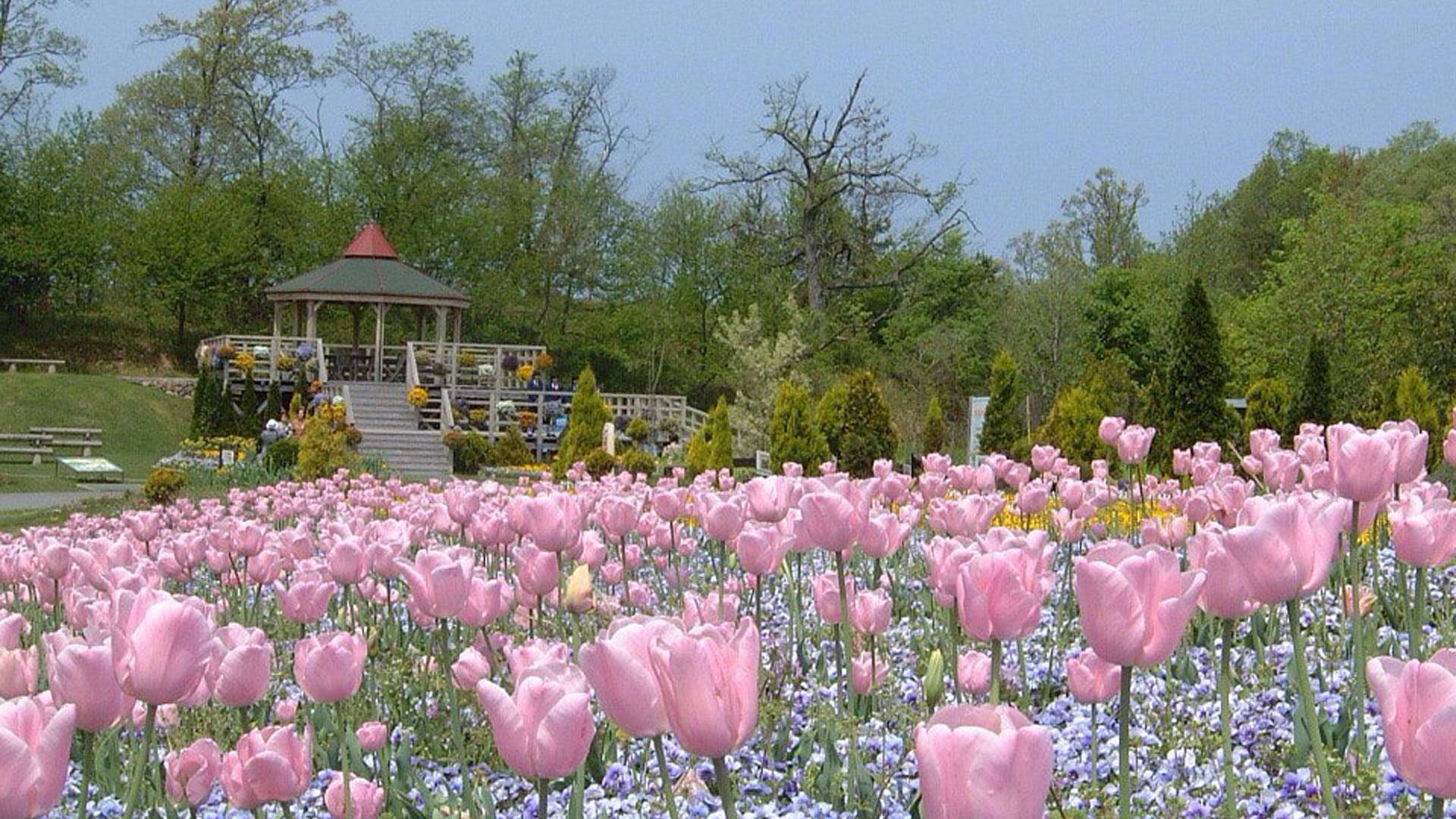pink tulips, wooden gazebo, green trees, Full HD Desktop Wallpaper