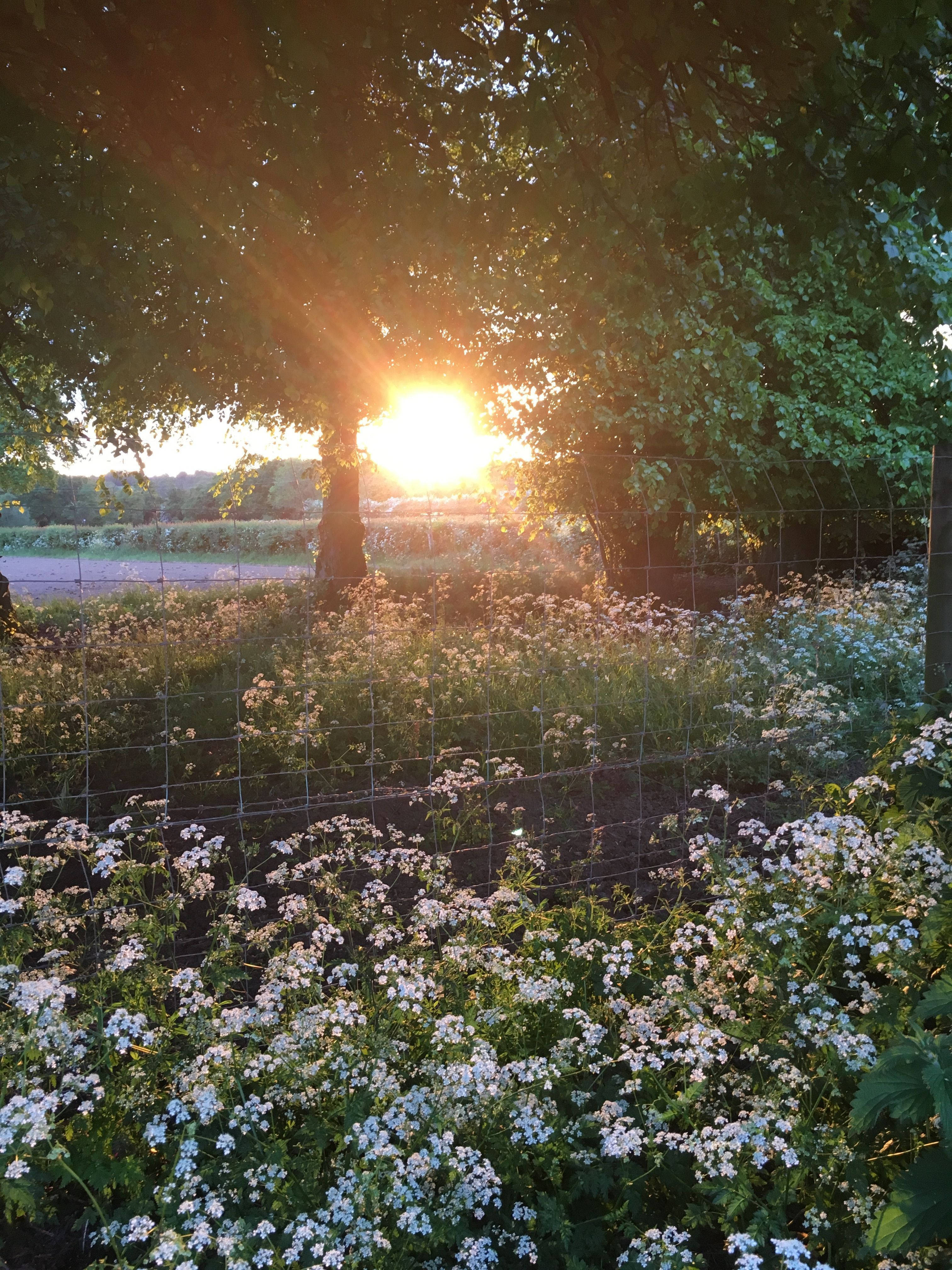 cottagecore, white flowers, sunset, 4K Phone Wallpaper
