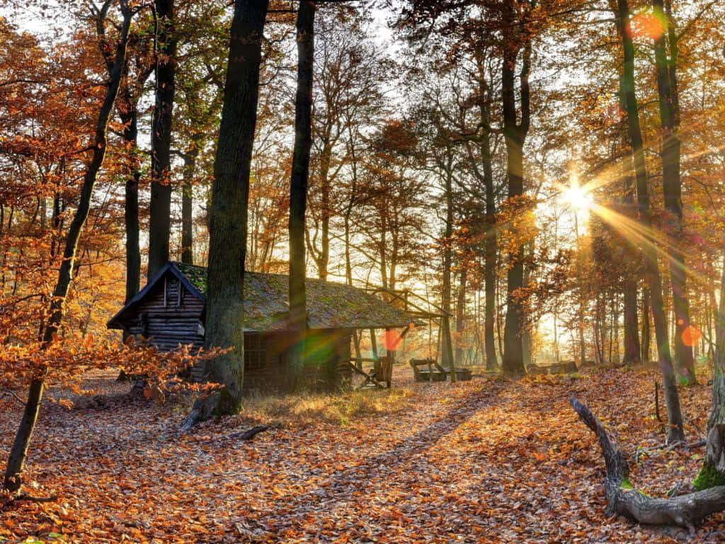 rustic cabin, autumn trees, sunlight, SD Desktop Wallpaper