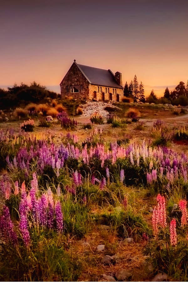 stone church, vibrant purple and pink lupine flowers, golden sunset, SD Phone Wallpaper