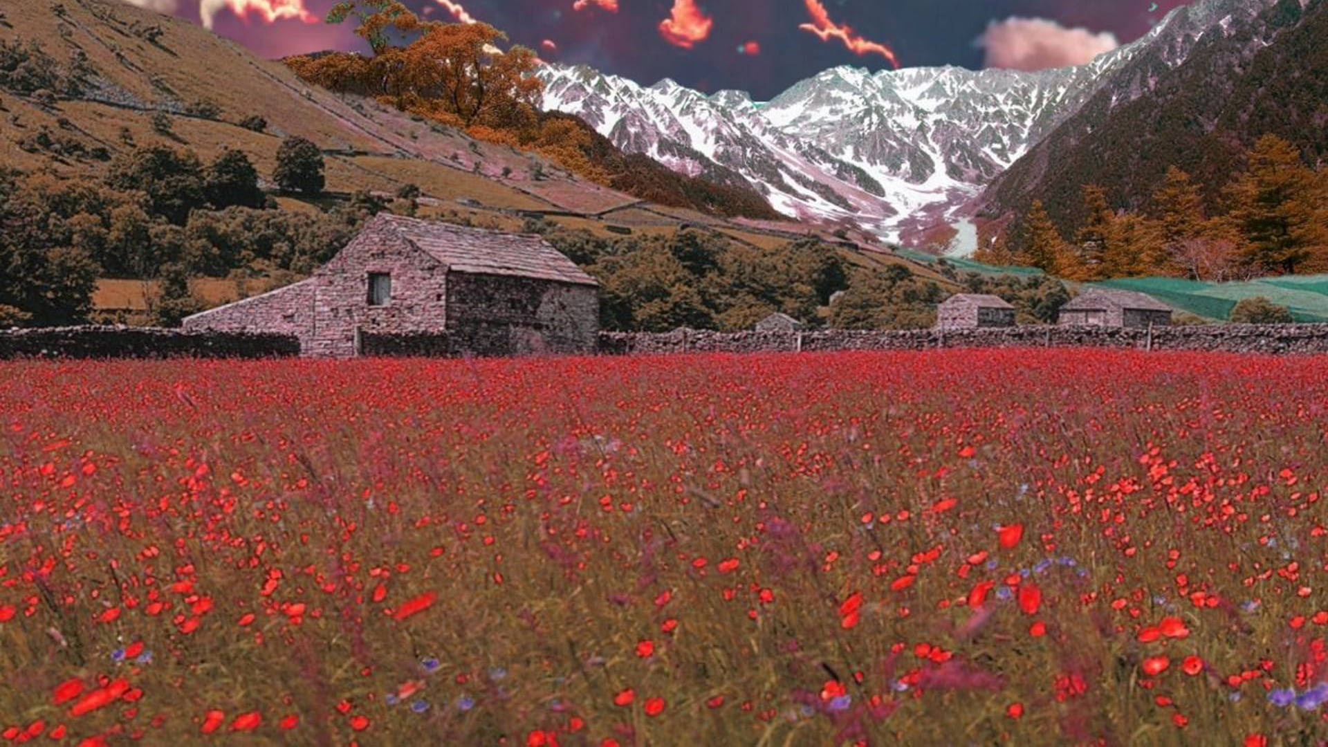 stone cottage, vibrant field of red poppies, snow-capped mountains, Full HD Desktop Wallpaper