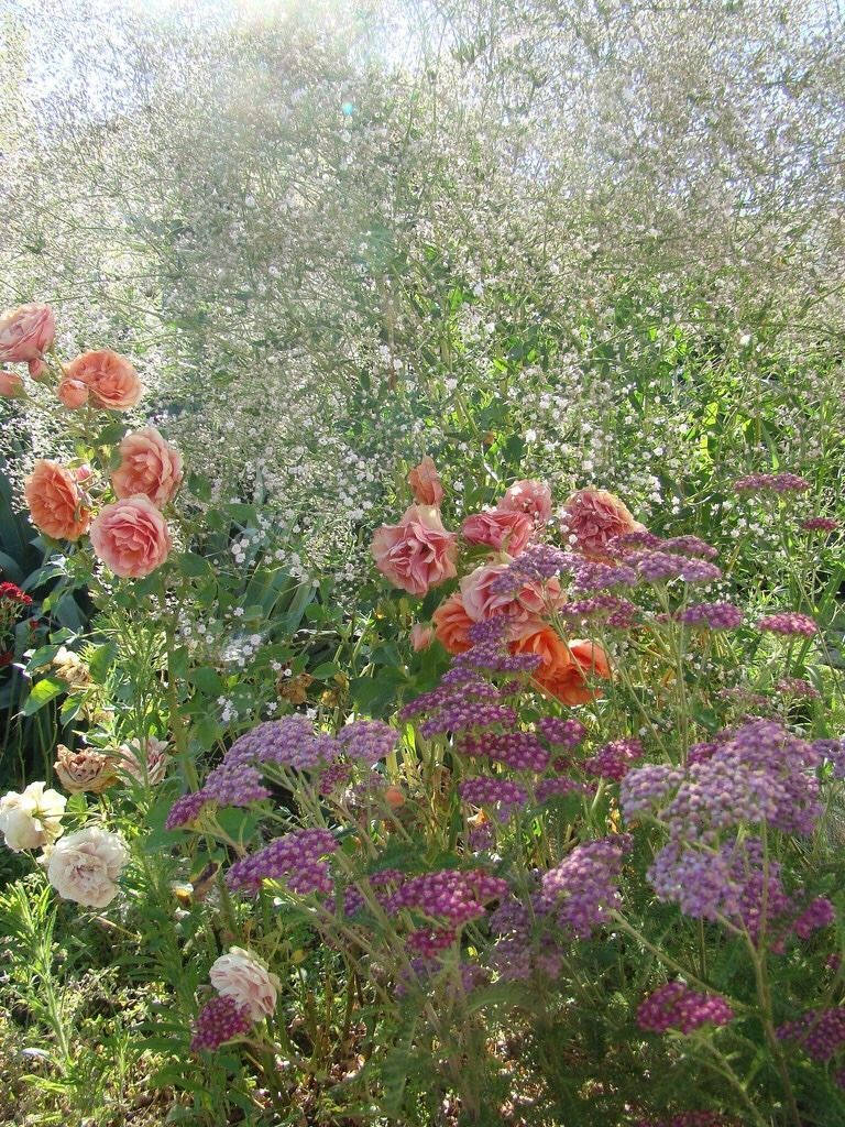 cottagecore, summer flowers, pink roses, SD Phone Wallpaper