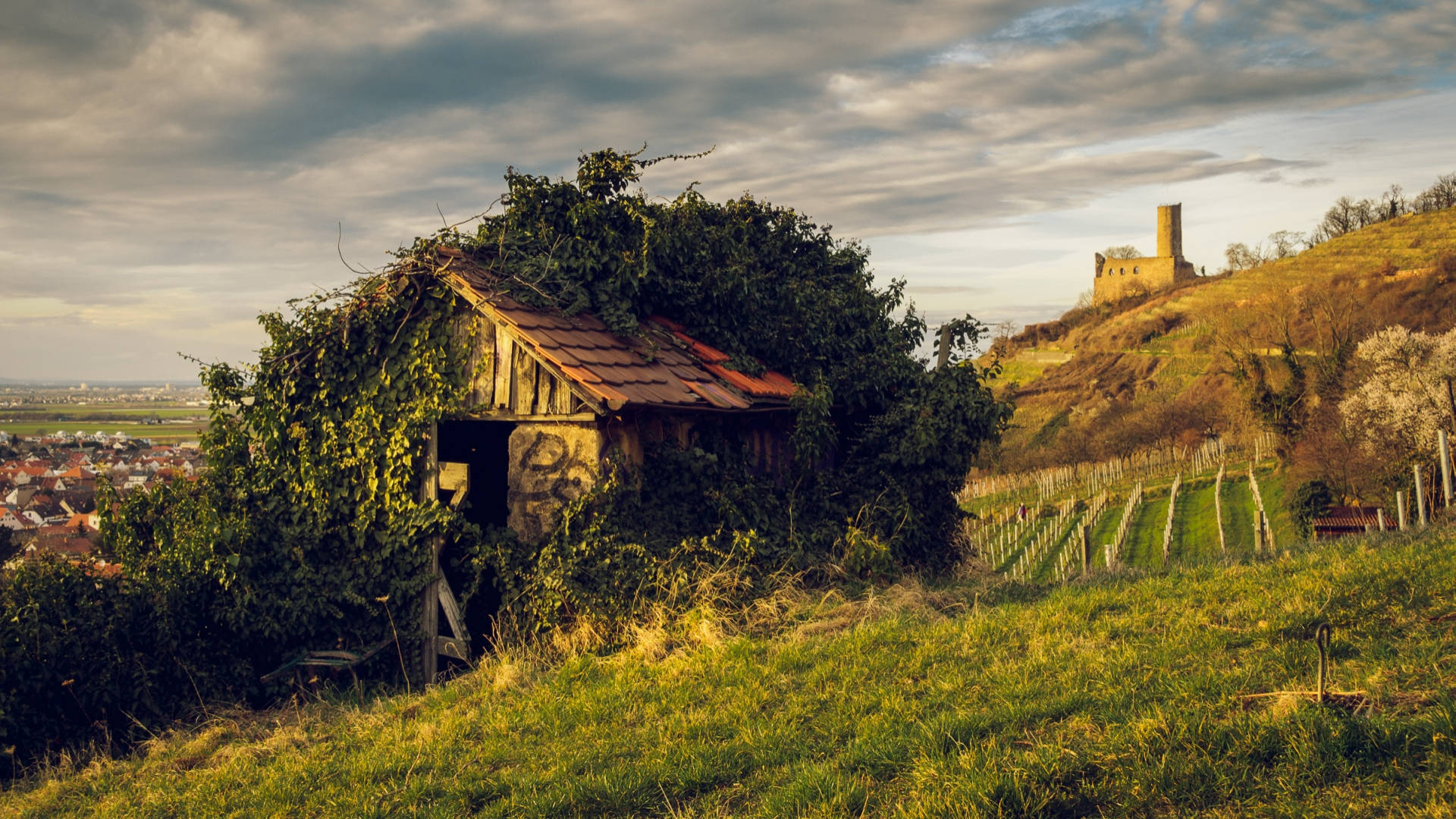 cottagecore, rustic shed, sunlit vineyard, Full HD Desktop Wallpaper