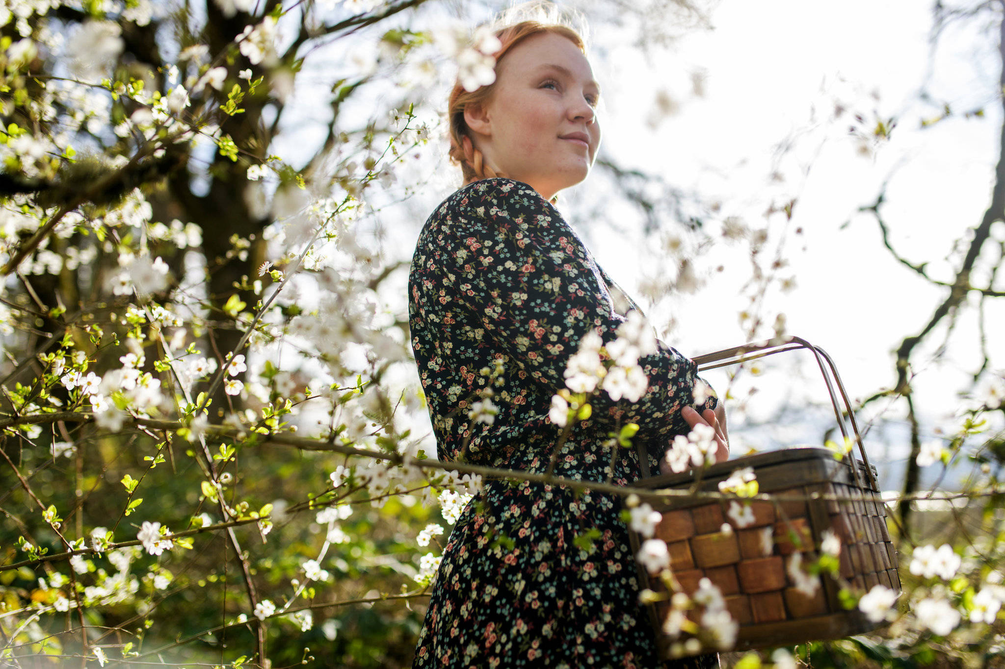 floral dress, wicker basket, blooming white cherry blossoms, Full HD Desktop Wallpaper