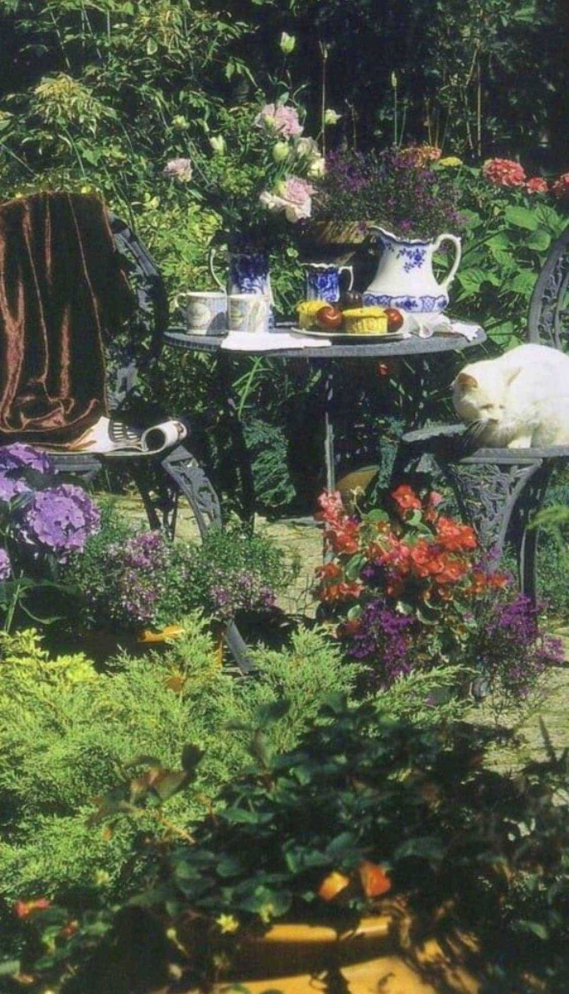 white cat, garden chair, table, Full HD Phone Wallpaper