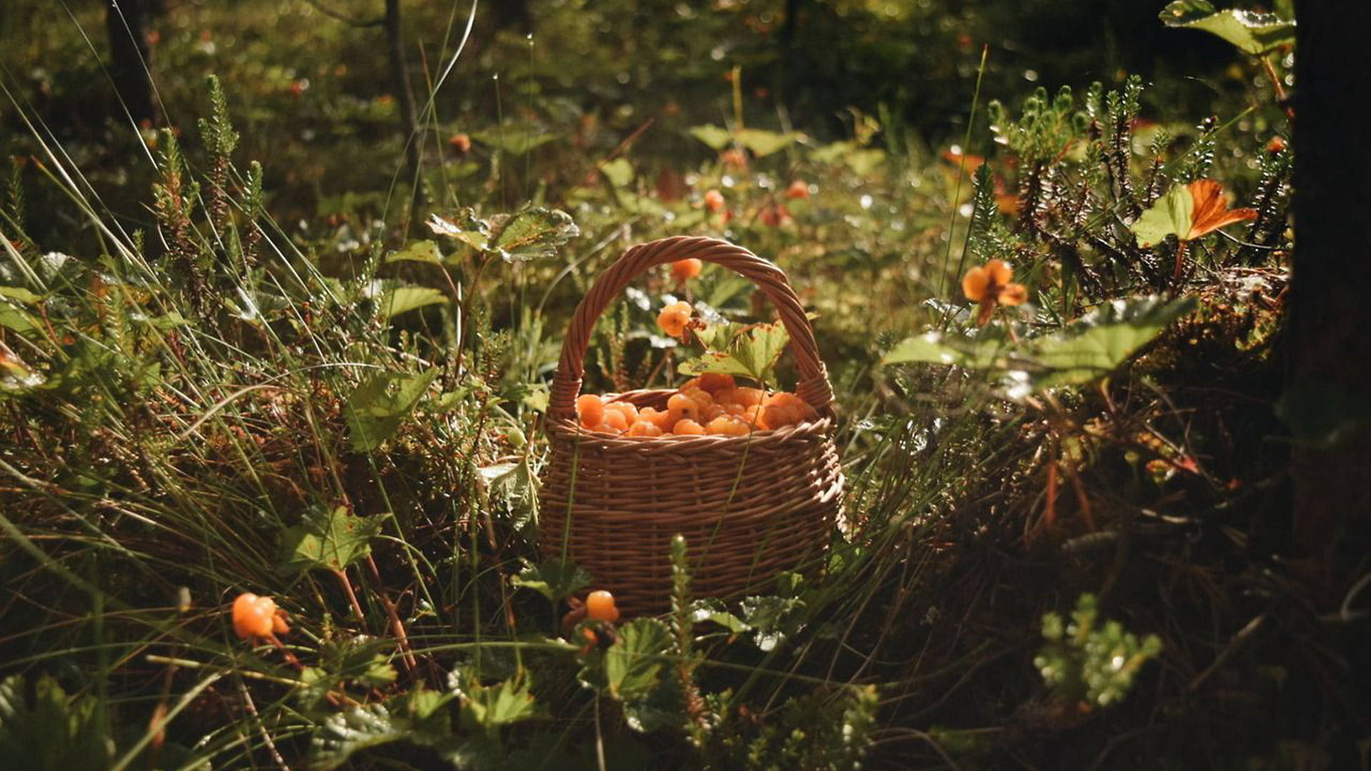 basket of fruits, woven basket, bright orange berries, Full HD Desktop Wallpaper