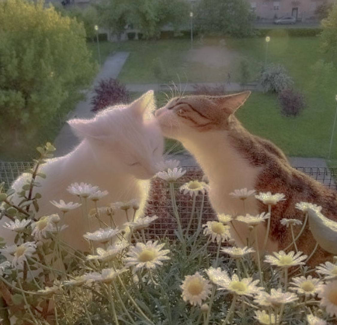 cats, daisies, sunlit garden, SD Desktop Wallpaper