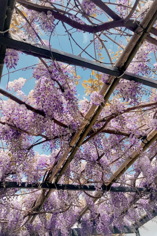 cottagecore, purple wisteria blooms, wooden trellis, SD Phone Wallpaper