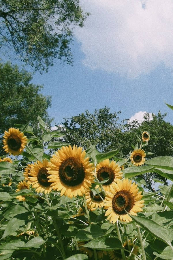 sunflowers, bright blue sky, fluffy white clouds, SD Phone Wallpaper
