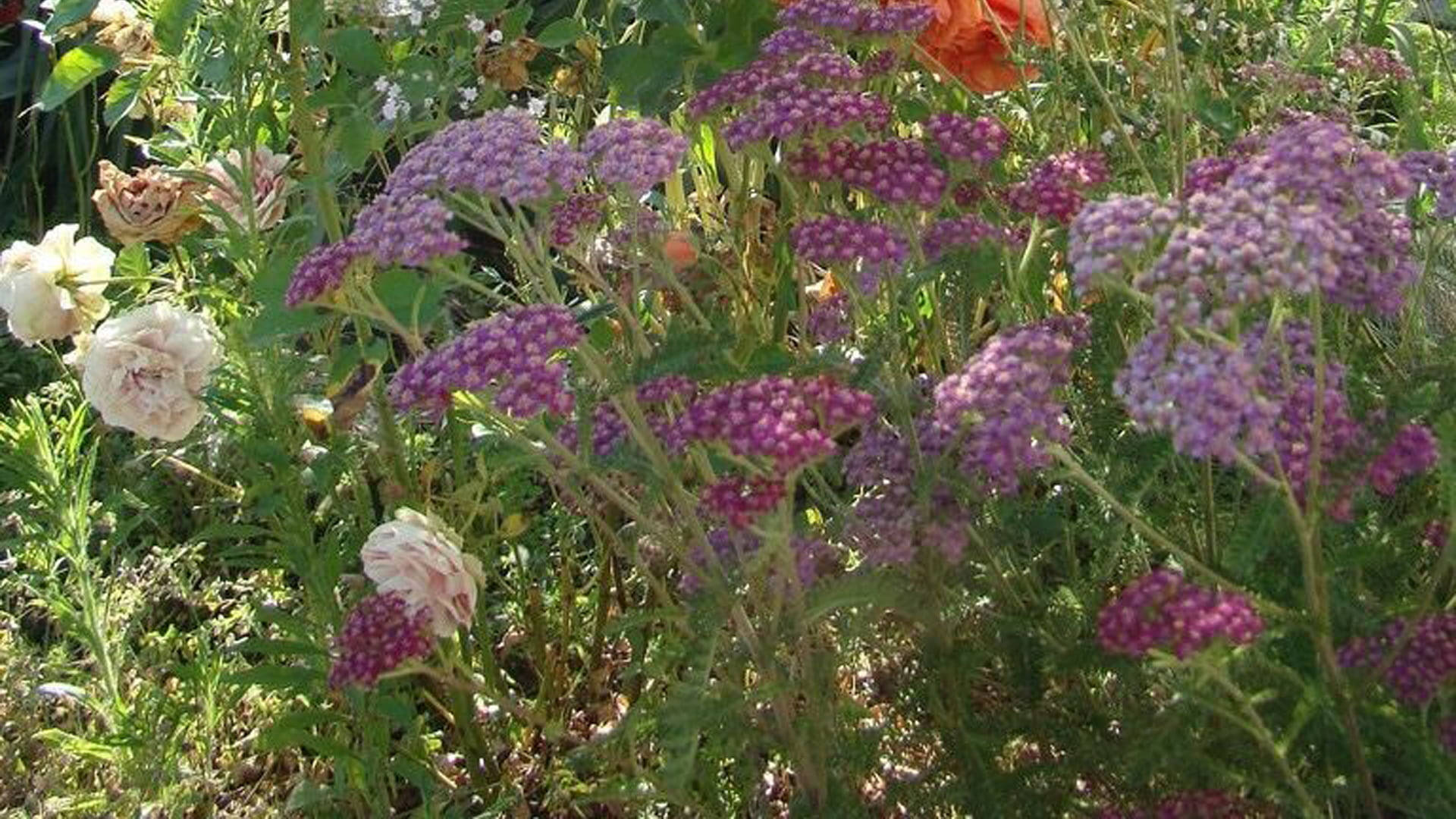 purple yarrow, lush green foliage, soft white roses, Full HD Desktop Wallpaper