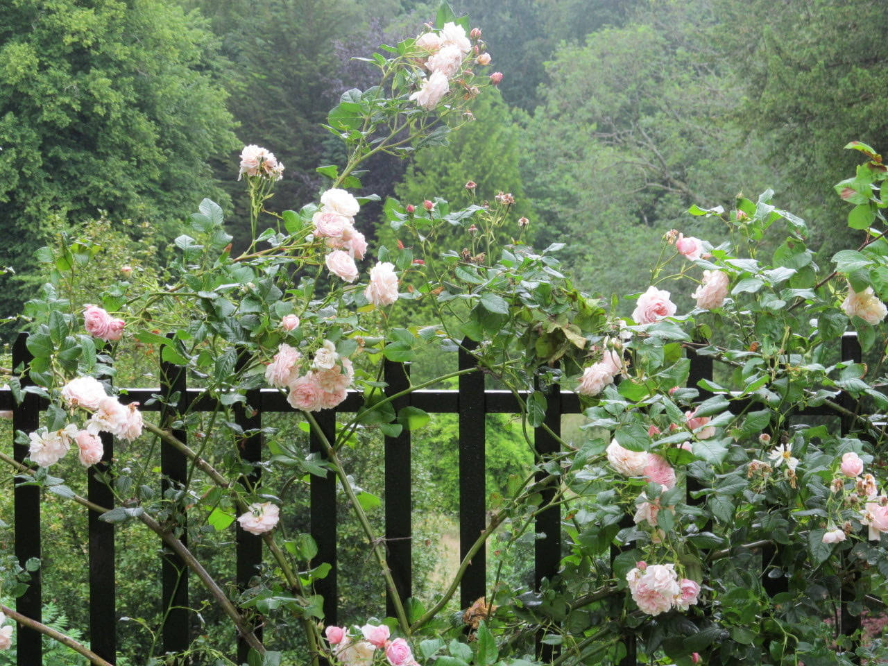 Garden Roses, cottagecore, pink roses, HD Desktop Wallpaper