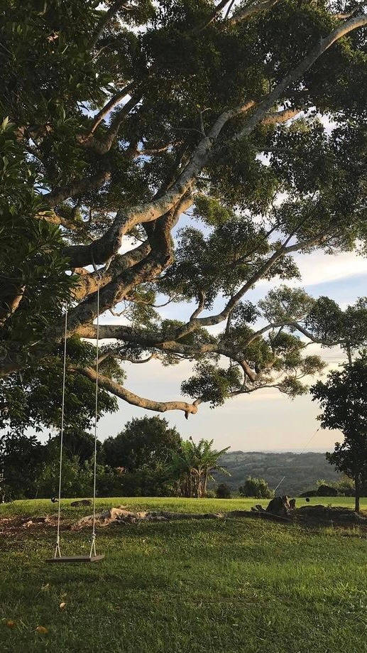 cottagecore, wooden swing, massive leafy tree, SD Phone Wallpaper