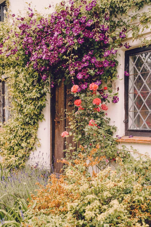 cottagecore, purple clematis, pink roses, SD Phone Wallpaper