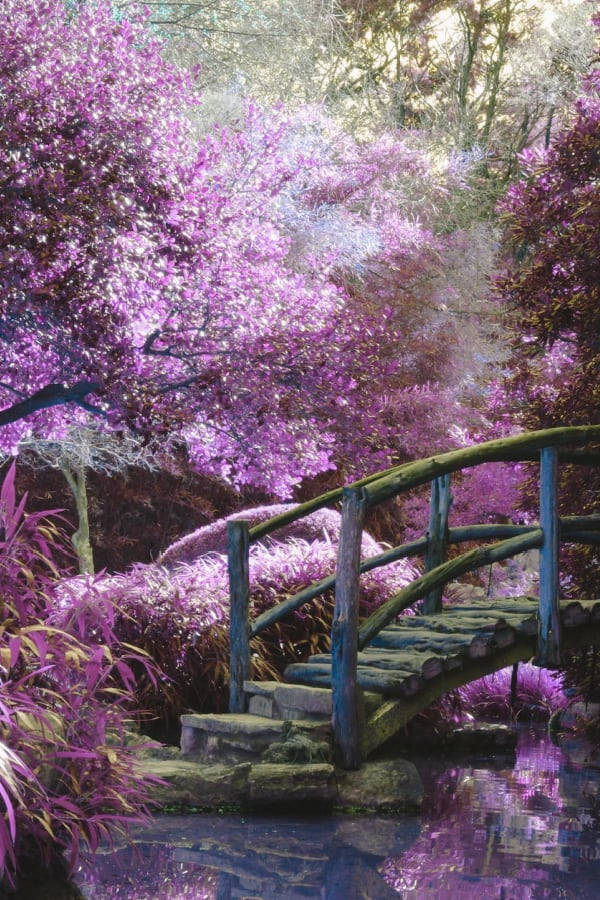 cottagecore, purple garden, rustic wooden bridge, SD Phone Wallpaper