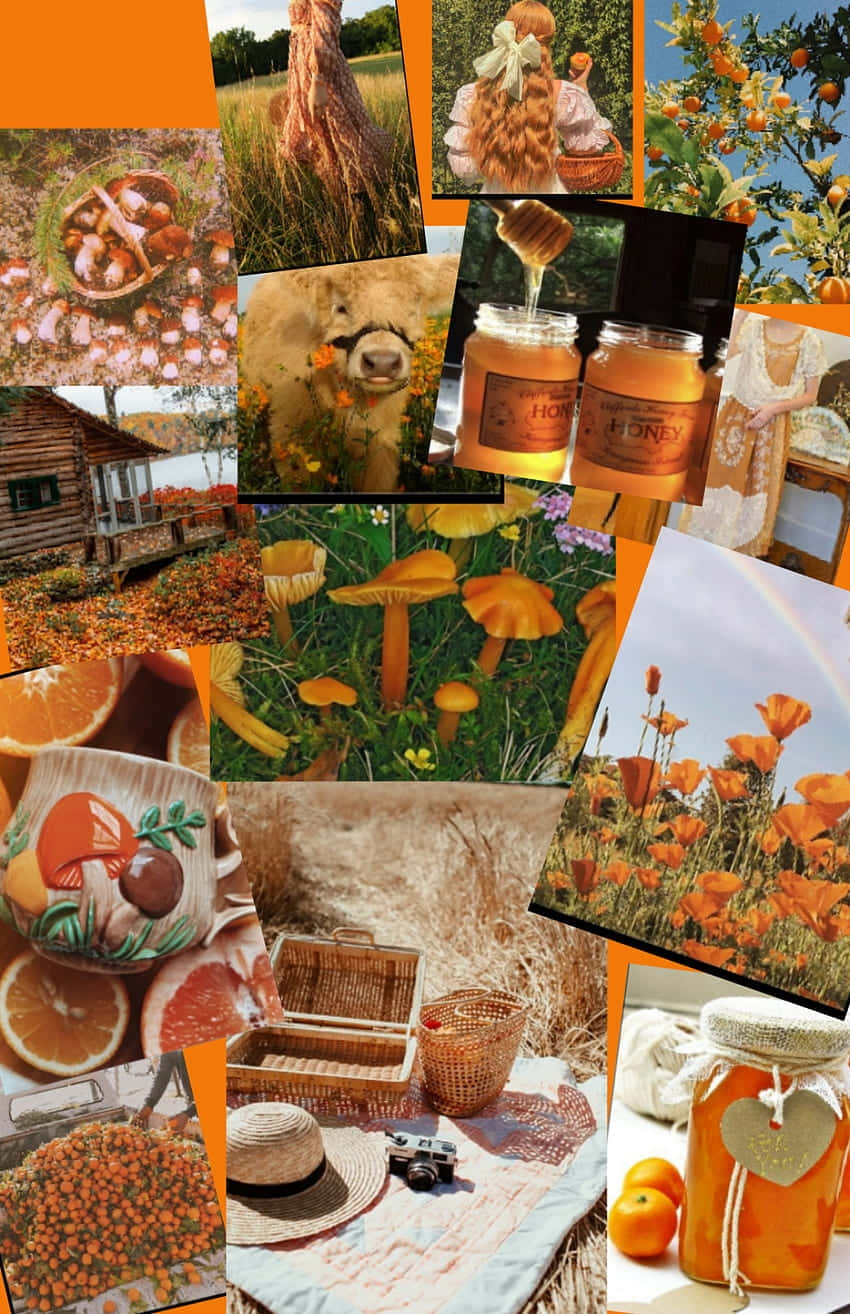 cottagecore aesthetic collage, autumn collage, honey jars, HD Phone Wallpaper