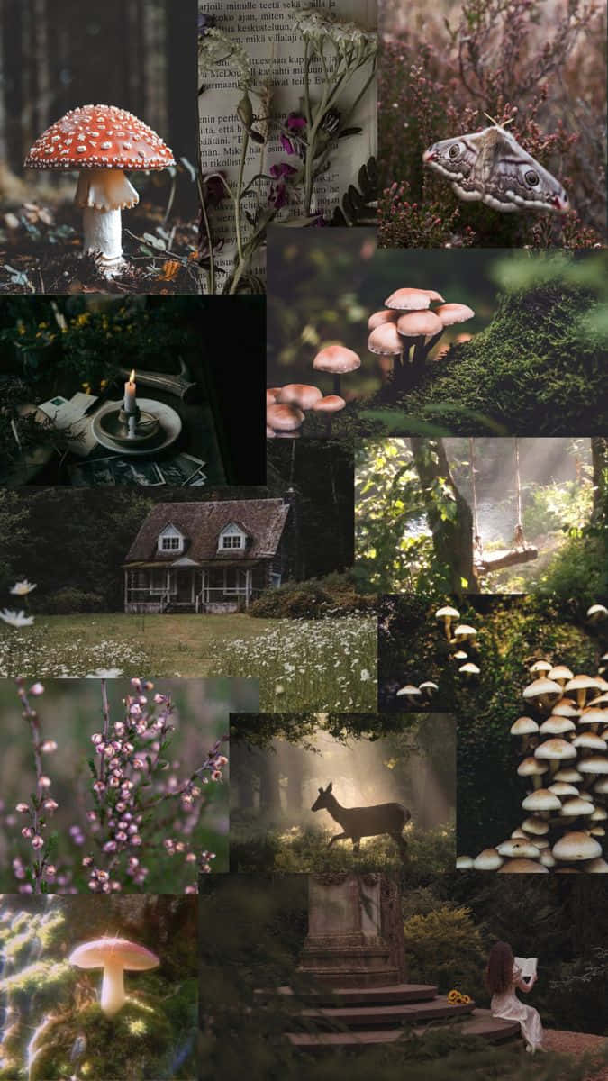 dark cottagecore aesthetic, mystical forest, red mushrooms, SD Phone Wallpaper