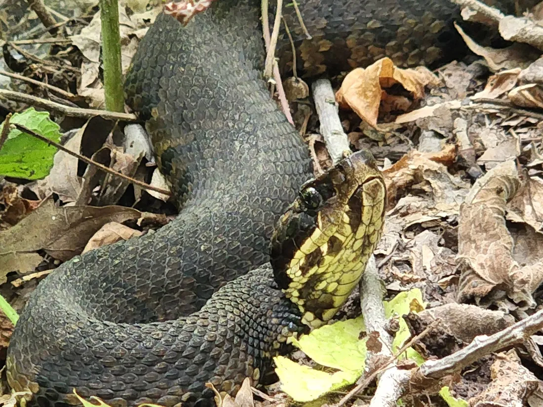 Cottonmouth