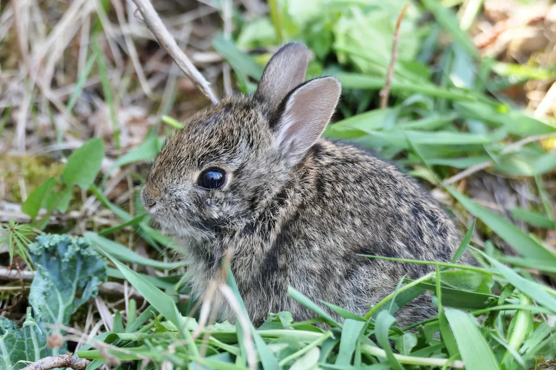 Cottontail Rabbit