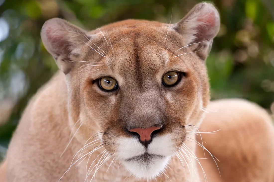 Cougar Wallpapers
