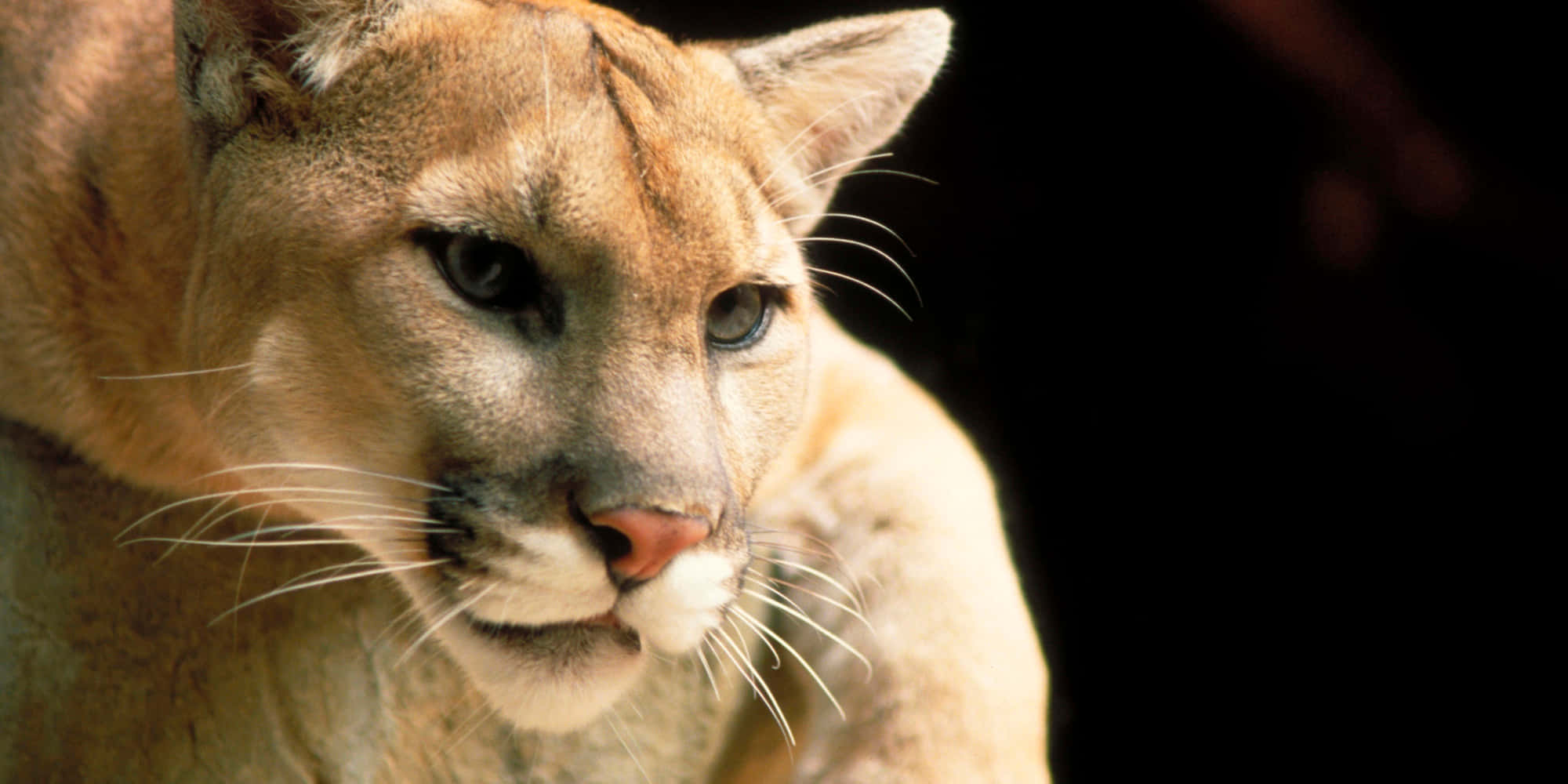 cougar, tawny fur, intense gaze, Full HD Desktop Wallpaper