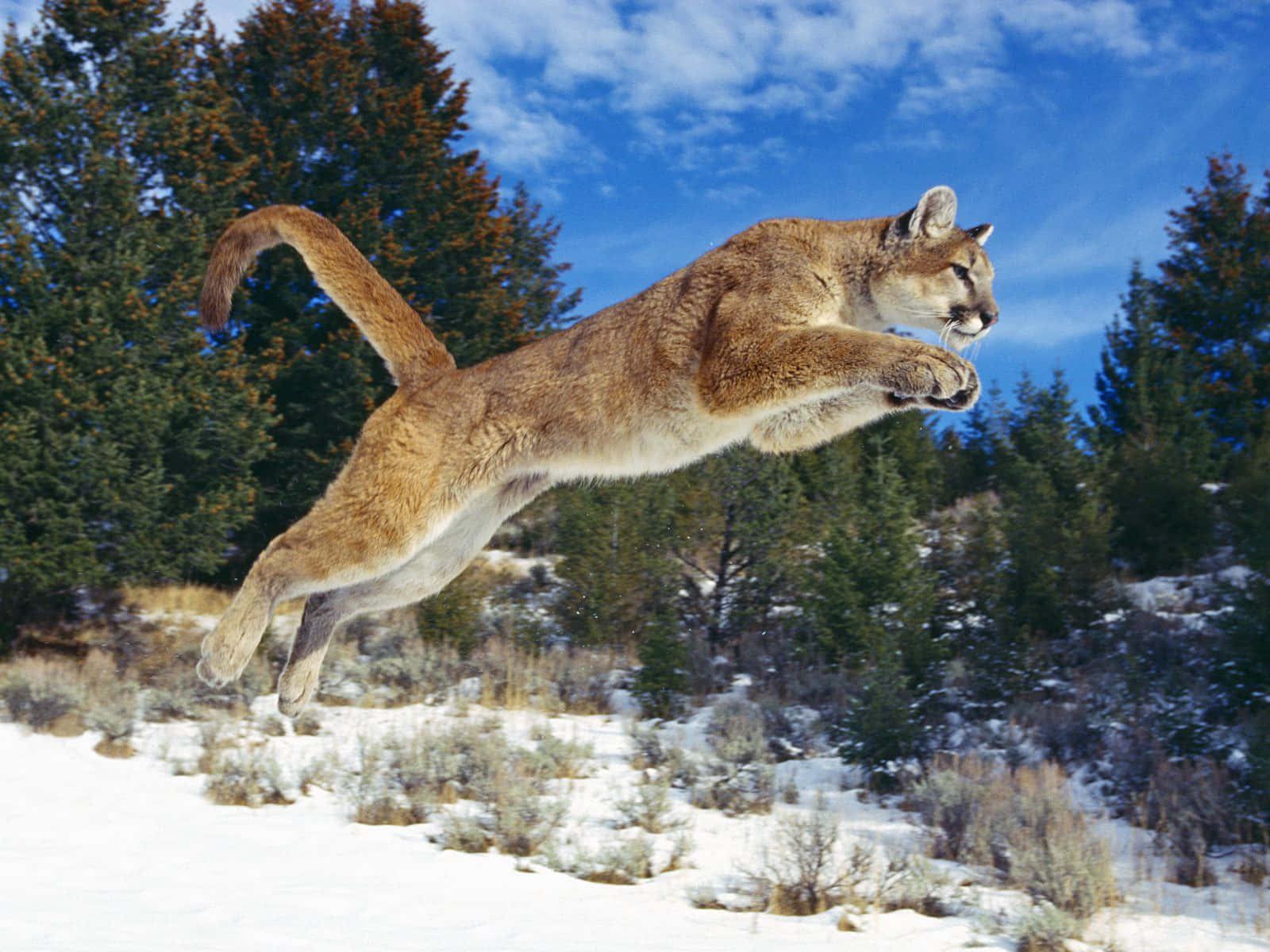 cougar, snowy forest, bright blue sky, HD Desktop Wallpaper