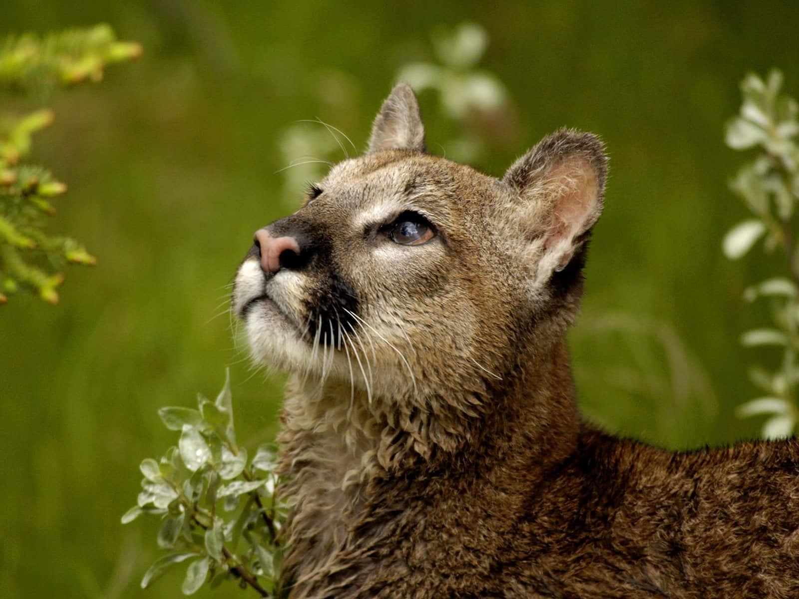 cougar, mountain cougar, forest, HD Desktop Wallpaper