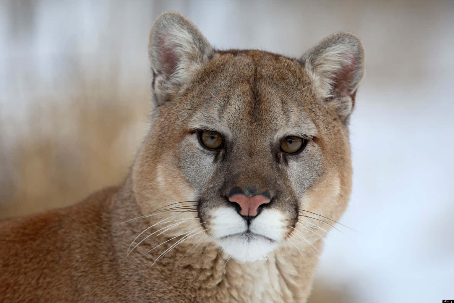 cougar, amber eyes, white muzzle, HD Desktop Wallpaper